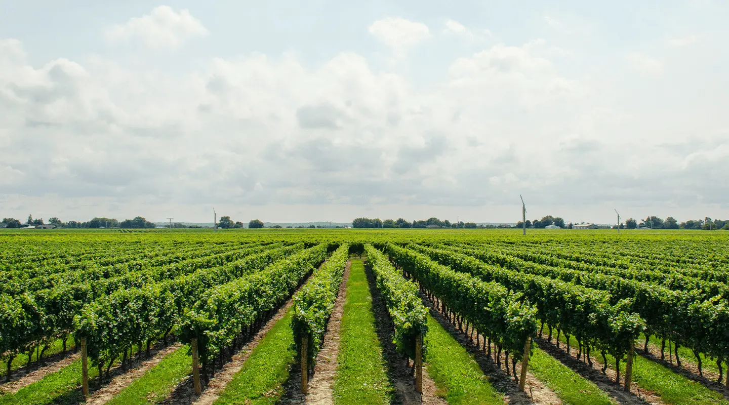 Discover Your New Favorite Wine